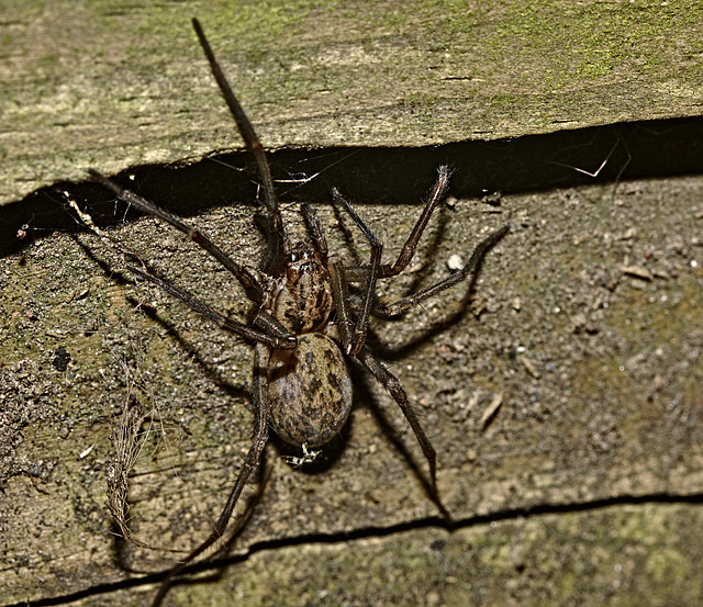 Spider IMG_5218