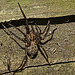 Spider IMG_5218