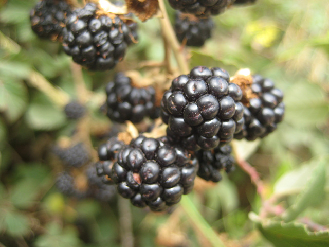 Brombeeren, ganz frisch...