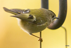 Goldcrest performance as Trapeze Artist!