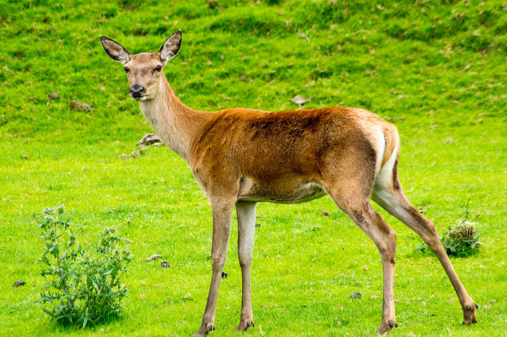Doe