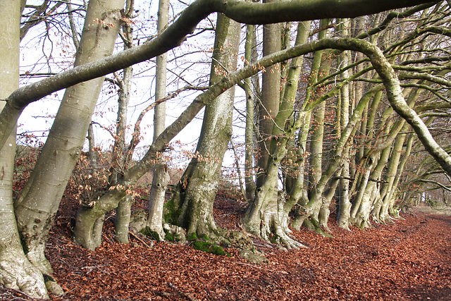 Danebury Iron Age Hillfort