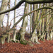 Danebury Iron Age Hillfort