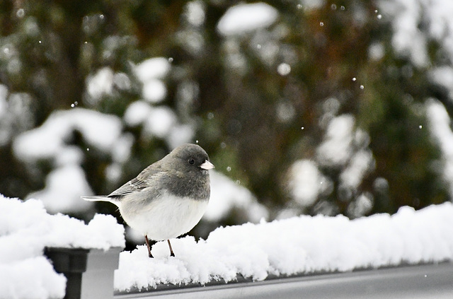 Junco