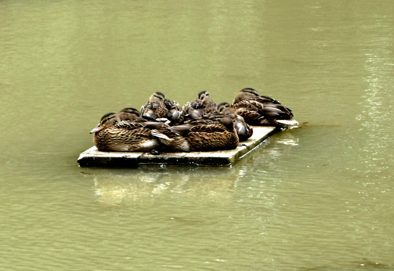 The Ashmore Pond Ducks.