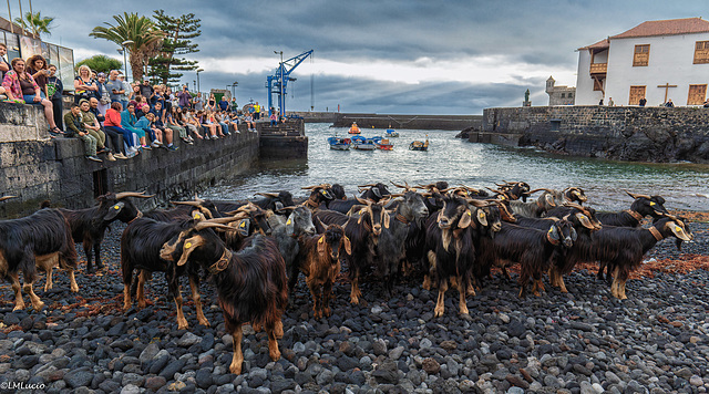 El baño de las cabras