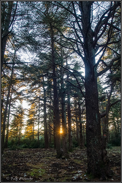 Zedernwald in der Abendsonne Zedernwald in der Abendsonne
