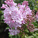 Bonne soirée avec du lilas de mon jardin