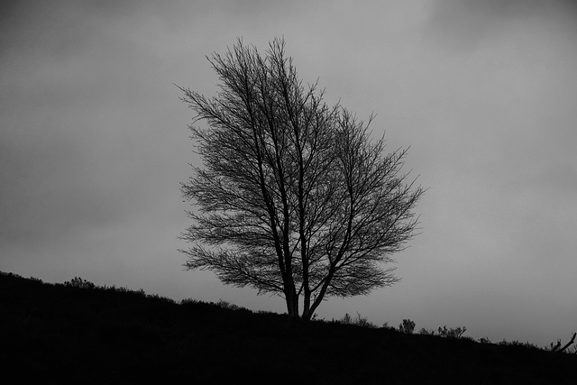 Middle Moor tree