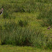 Lapwing chicks in Longdendale