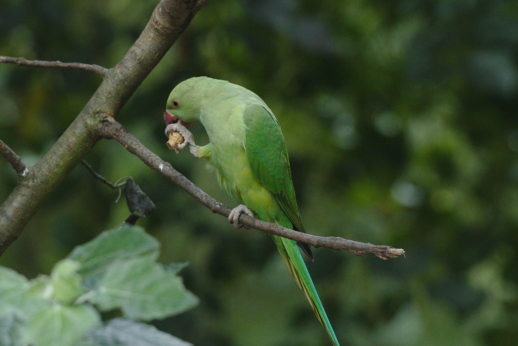 EF7A1709parakeet