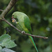 EF7A1709parakeet