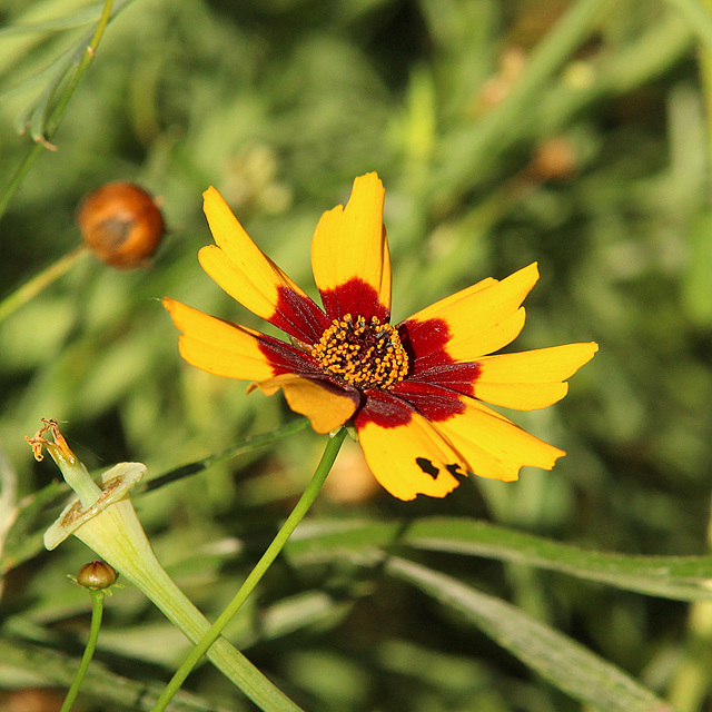 In our garden