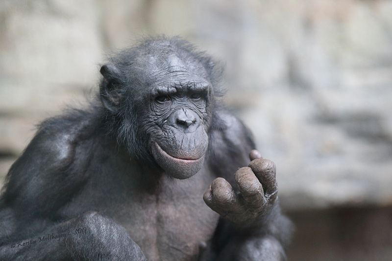 Ludwig (Zoo Frankfurt)