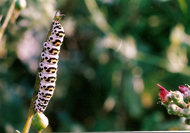 Caterpillar           1981