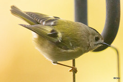 Goldcrest performance as Trapeze Artist!