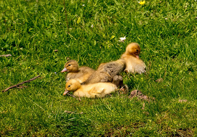 Ducklings