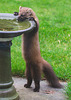 "When my bowl is empty I know where I can have a drink!"