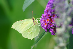 Gonepteryx rhamni an Sommerflieder