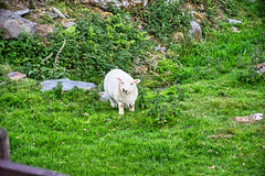 Inquisitive lamb