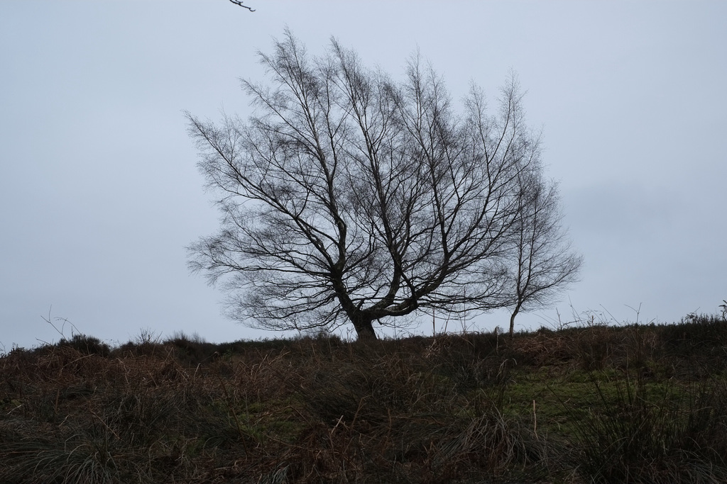 Middle Moor tree