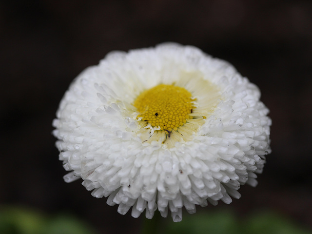 petite paquerette