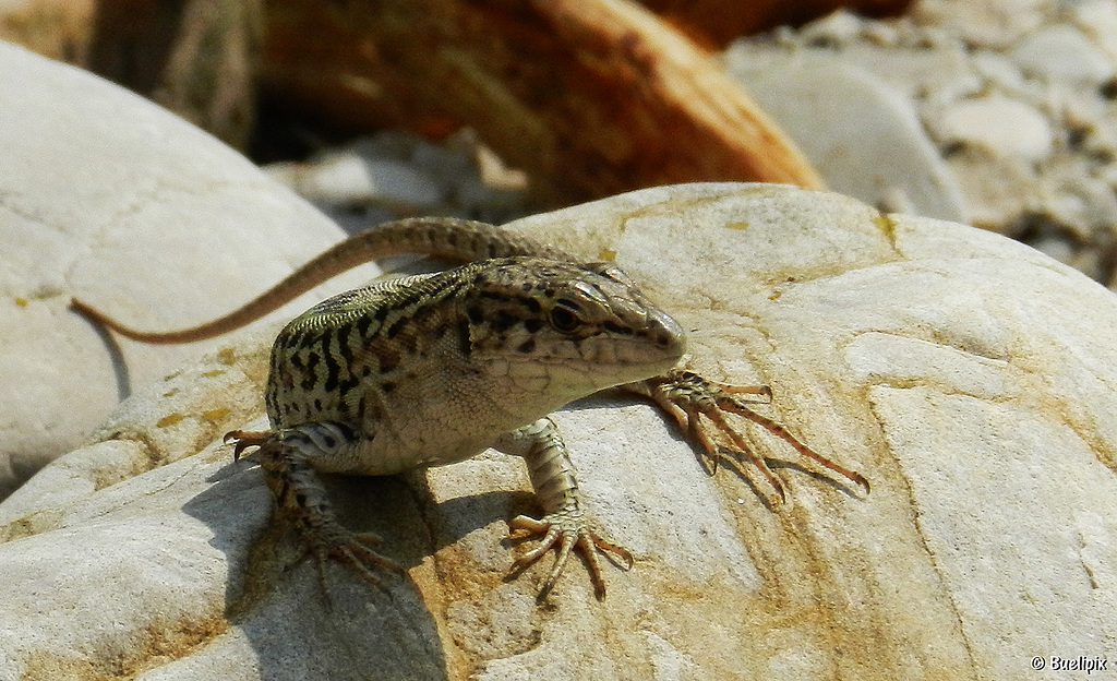 Stechmücken werden gnadenlos gejagt  (© Buelipix)