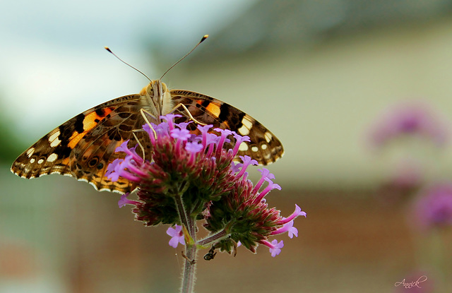 belle dame (Vanessa cardui) sur origan