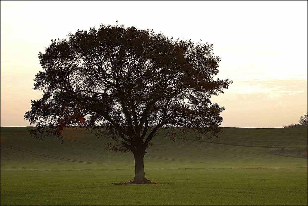 L'arbre