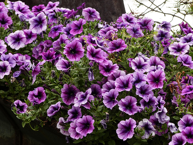 Purple Petunias