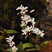 spring beauty claytonia caroliniana DSC 3649