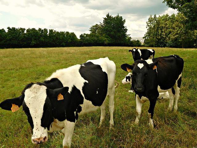 les curieuses