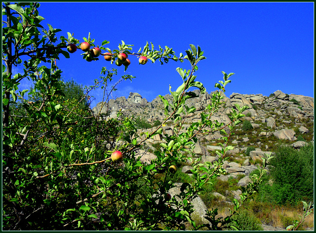 Tasty apples