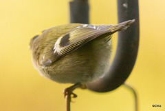 Goldcrest performance as Trapeze Artist!