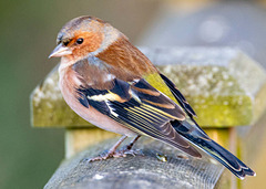 Chaffinch