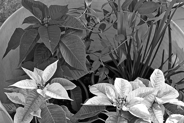 Poinsettia