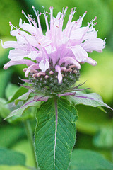 bergamot in violet