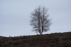 Middle Moor tree
