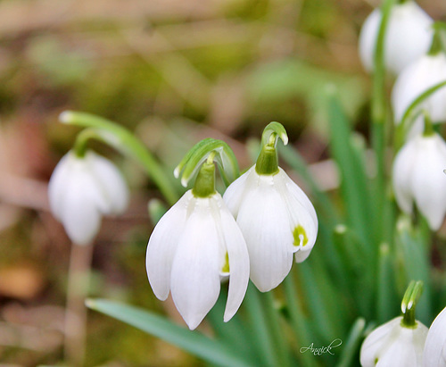 les perces neiges se pointent