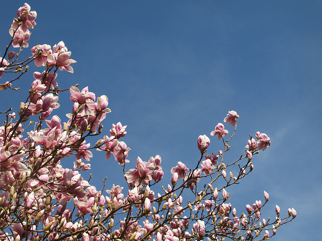 Magnolie in Nachbars Garten