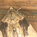 IMG 7131moth