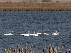 The return of the Swans