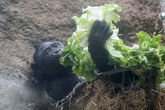 Kopfsalat mit Bonobo (Zoo Frankfurt)