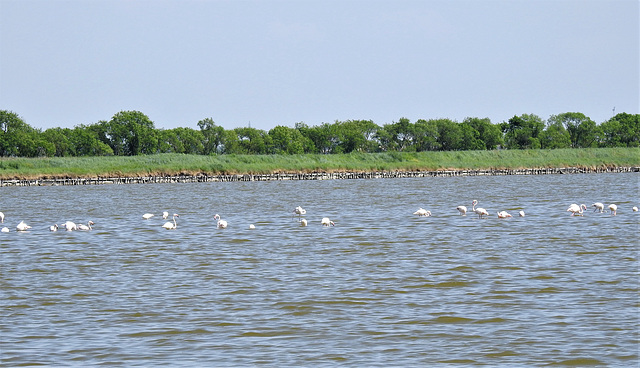 Flamingos