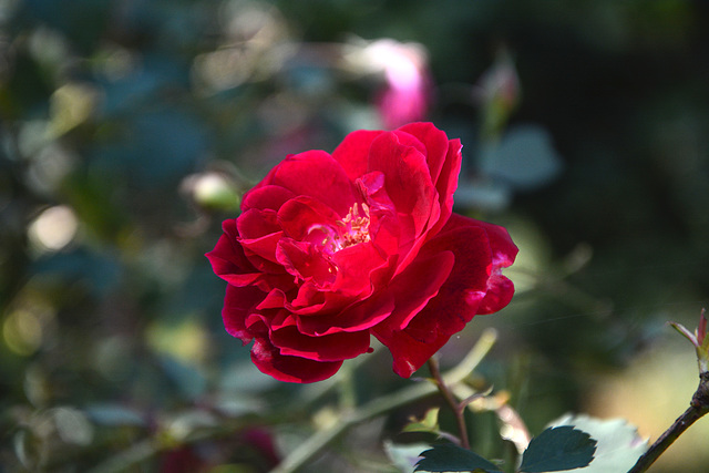 Ethiopia, Bahir Dar, Red Rose