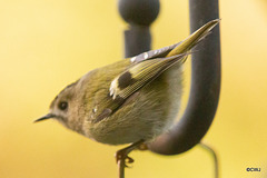 Goldcrest performance as Trapeze Artist!