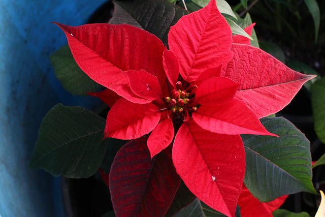 187/366 Poinsettia