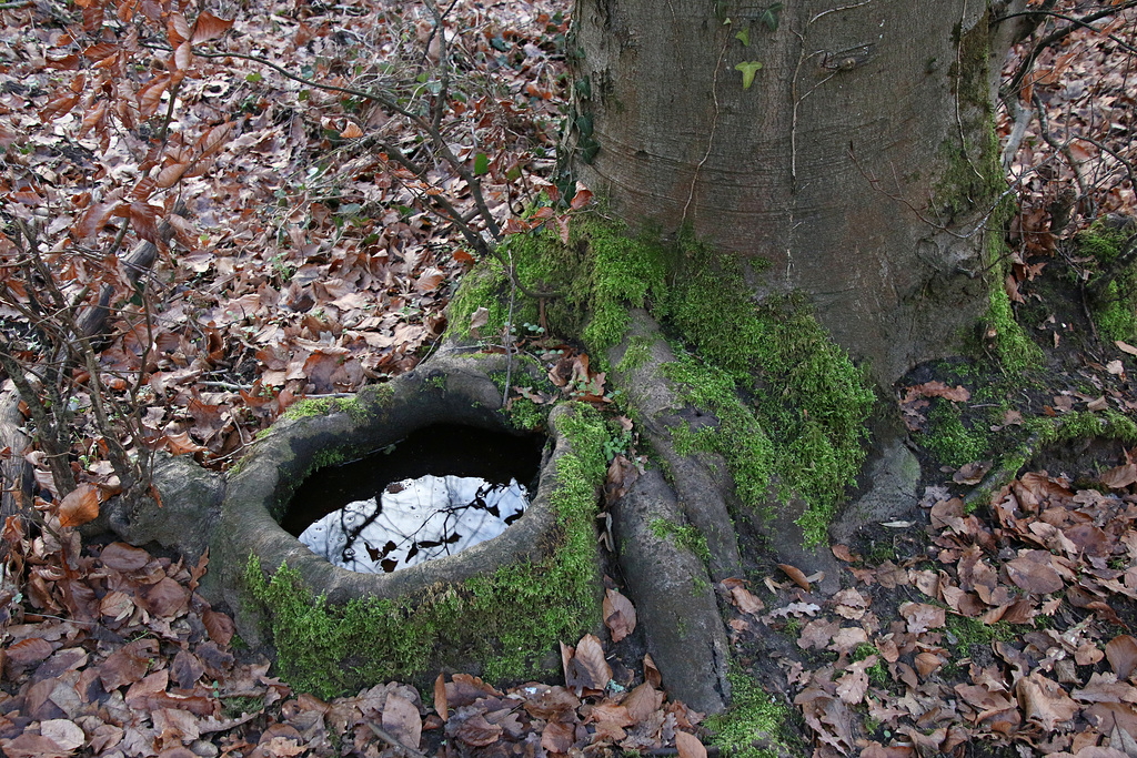 Das Brünnlein vor dem Baume