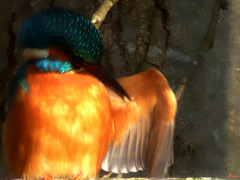 Kingfisher-Eisvogel-Martin pescatore-Martim-pescadore