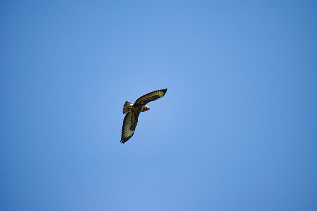 Buzzard